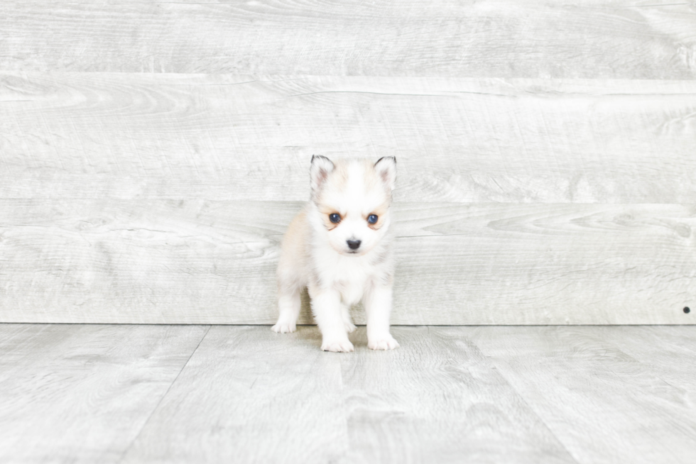 Pomsky Pup Being Cute