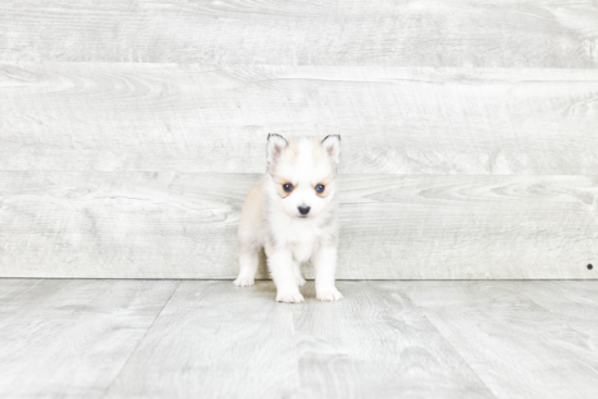 Pomsky Pup Being Cute