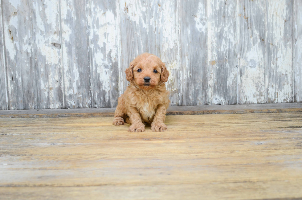 Mini Goldendoodle Puppy for Adoption