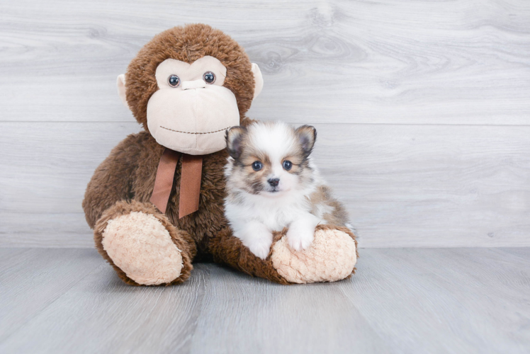 Playful Pomeranian Purebred Pup