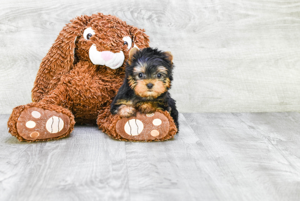 Meet Sebastian - our Yorkshire Terrier Puppy Photo 