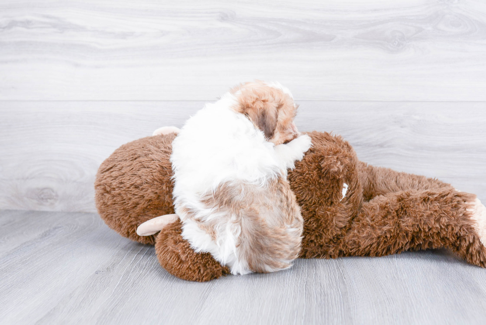 Havanese Pup Being Cute