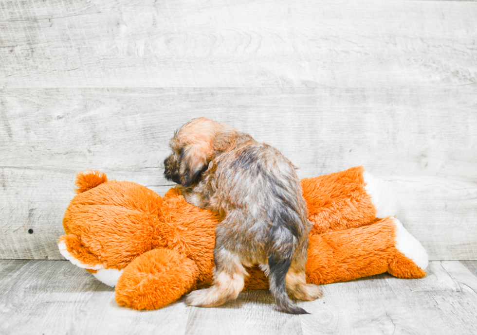 Mini Labradoodle Pup Being Cute