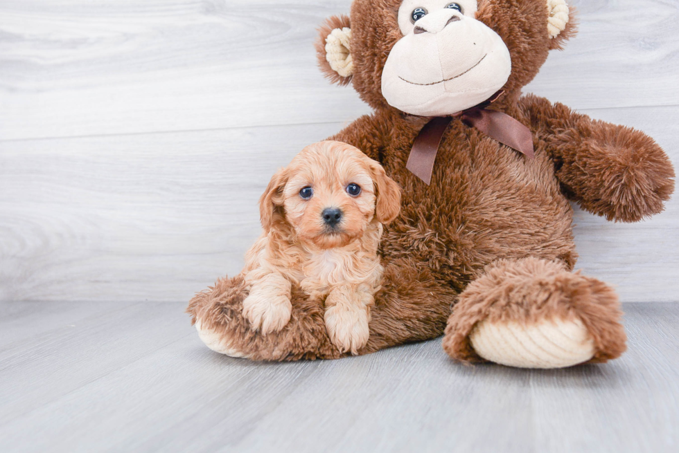 Little Cavoodle Poodle Mix Puppy