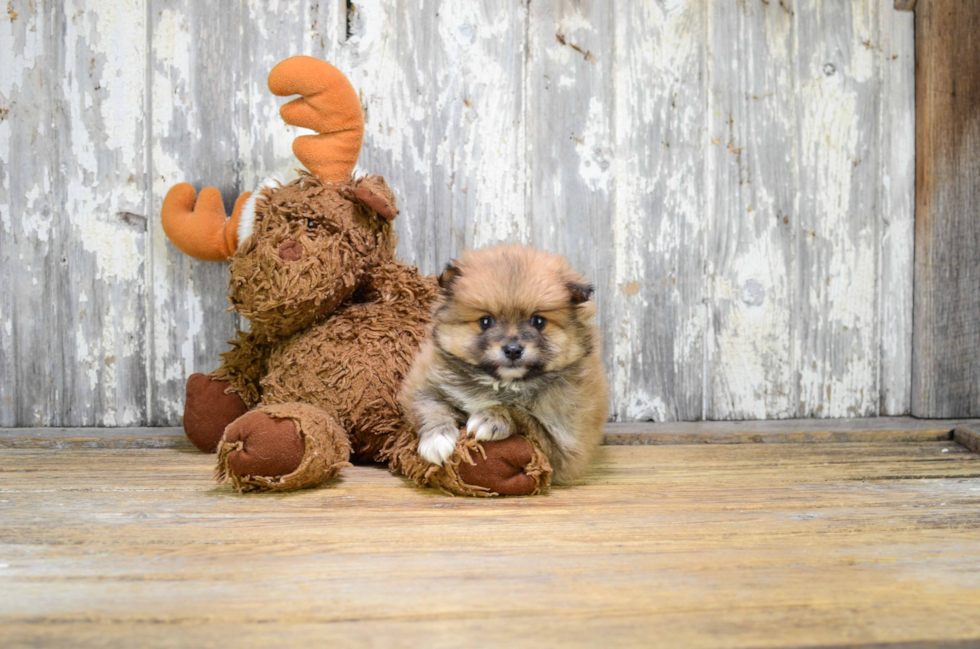 Hypoallergenic Pomeranian Purebred Pup