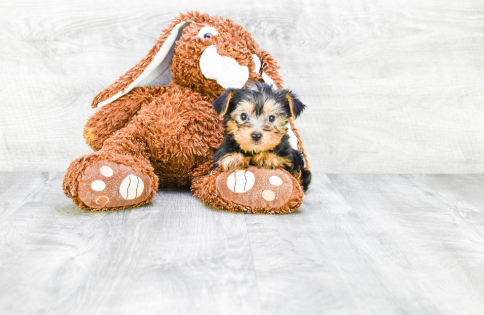 Meet Jeremy - our Yorkshire Terrier Puppy Photo 