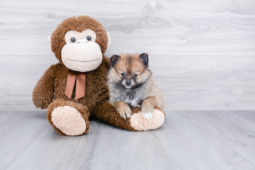 Petite Pomeranian Purebred Puppy