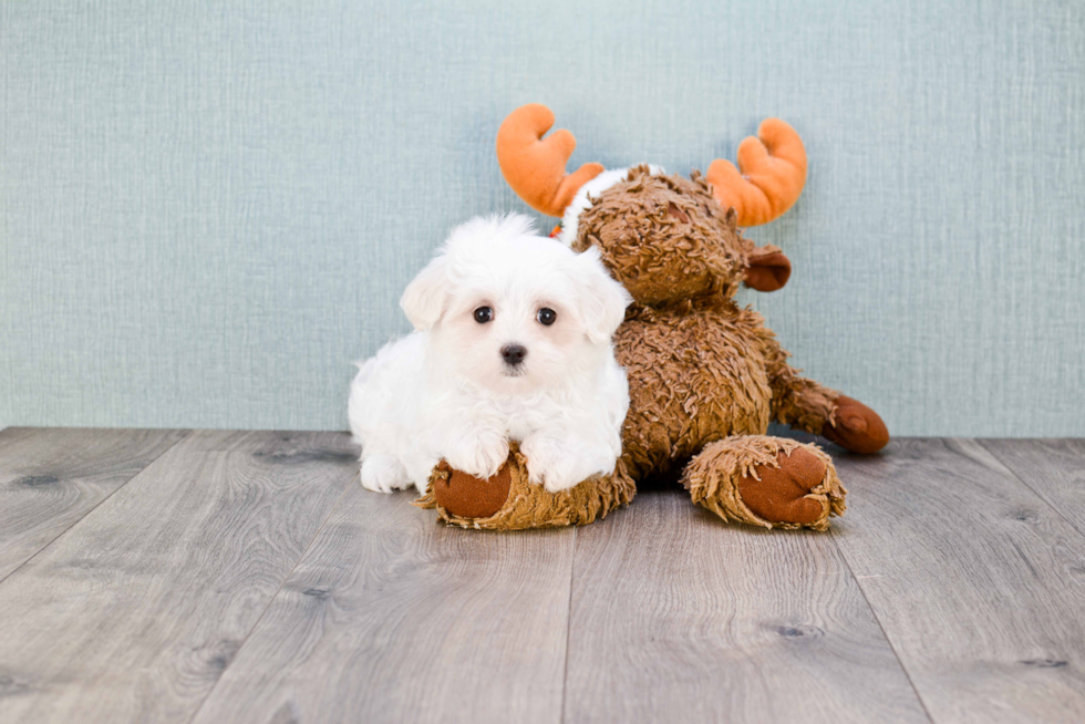 Maltese Pup Being Cute