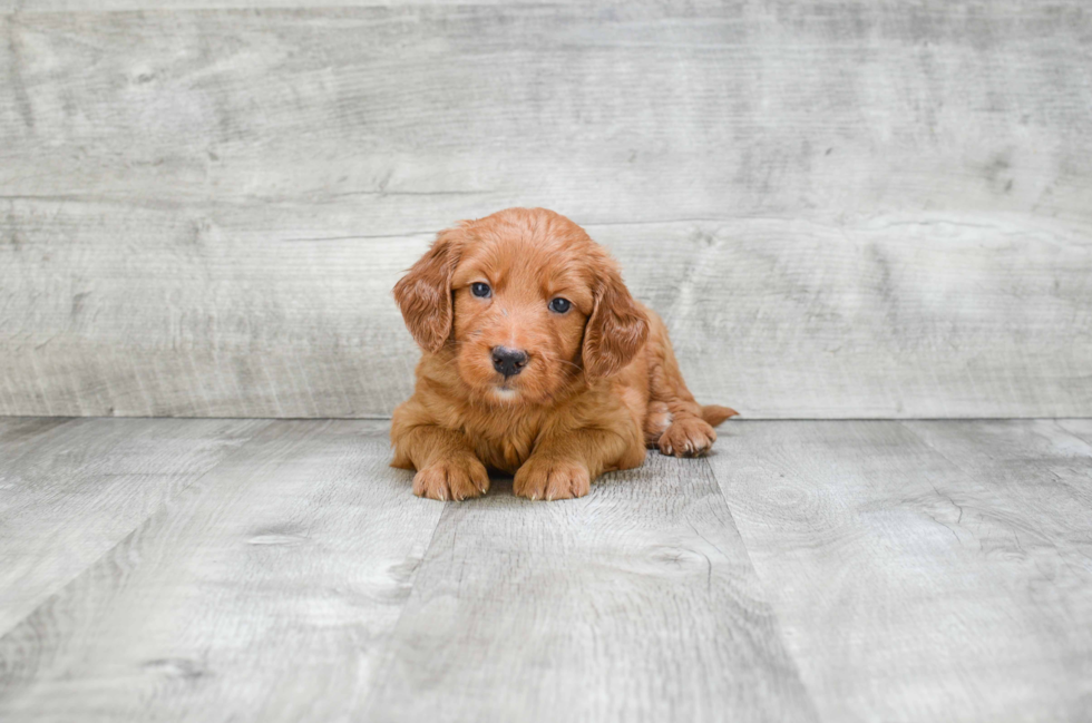 Small Mini Goldendoodle Baby