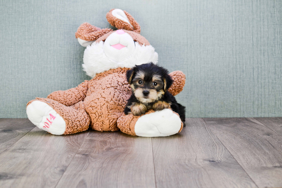 Best Morkie Baby