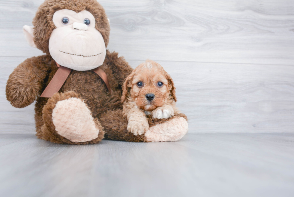 Hypoallergenic Cavoodle Poodle Mix Puppy