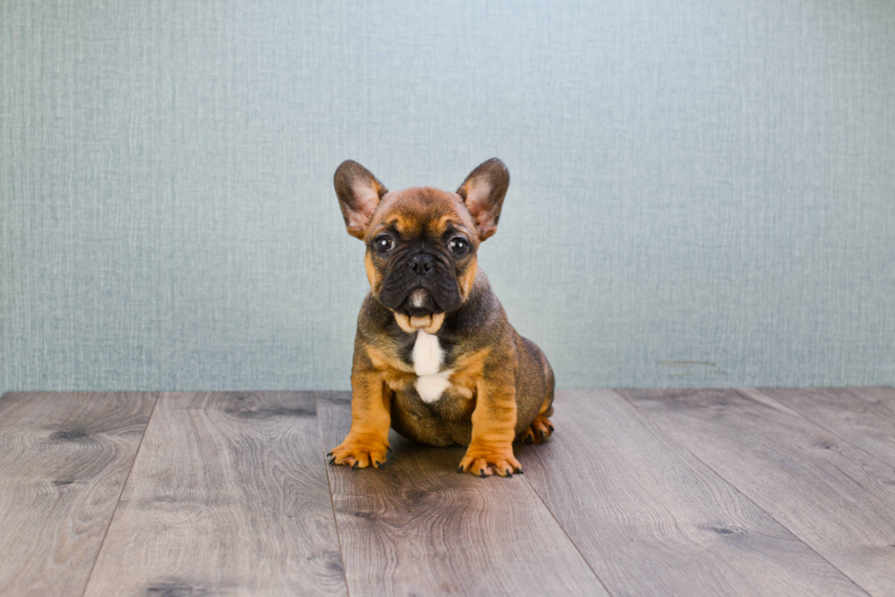 Small French Bulldog Baby