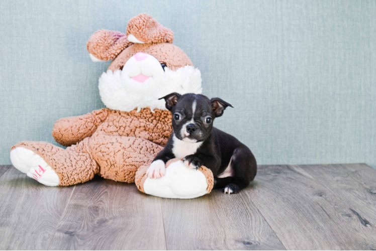 Boston Terrier Pup Being Cute