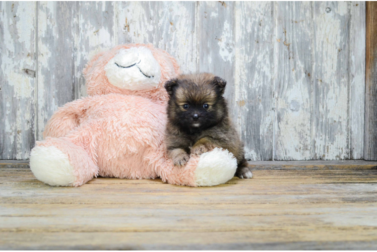 Akc Registered Pomeranian Baby