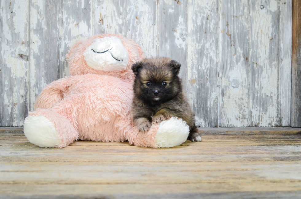 Akc Registered Pomeranian Baby