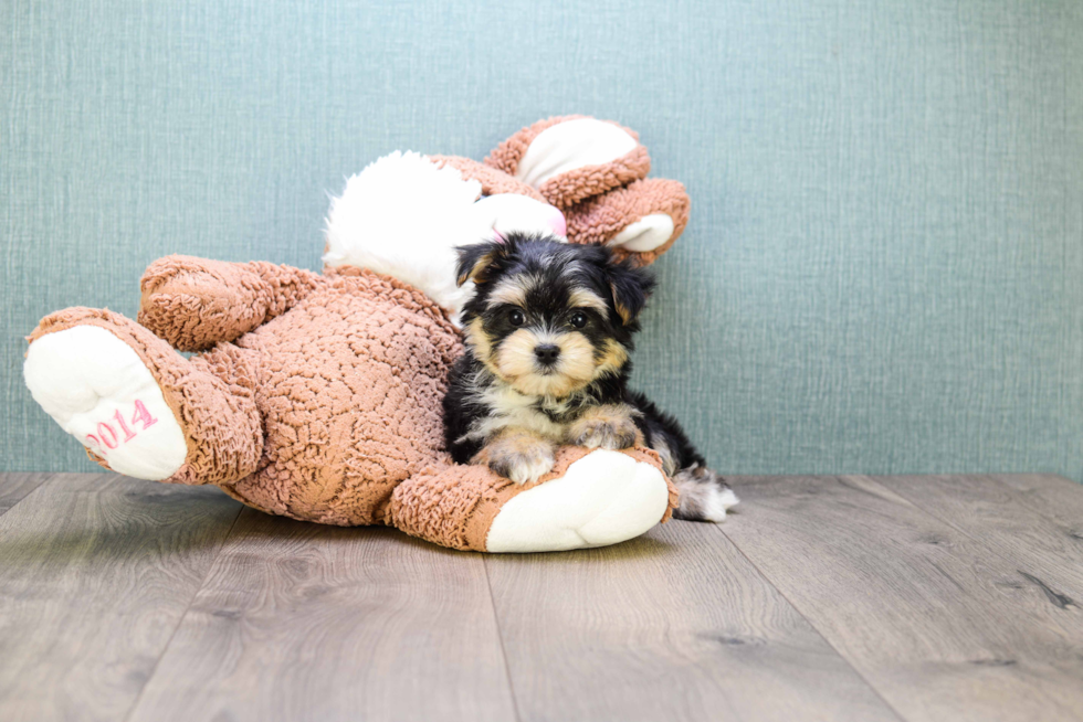 Energetic Yorkie Designer Puppy