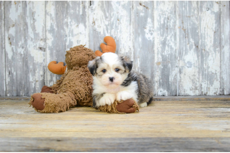 Cute Teddy Bear Baby