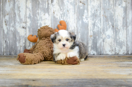 Cute Teddy Bear Baby