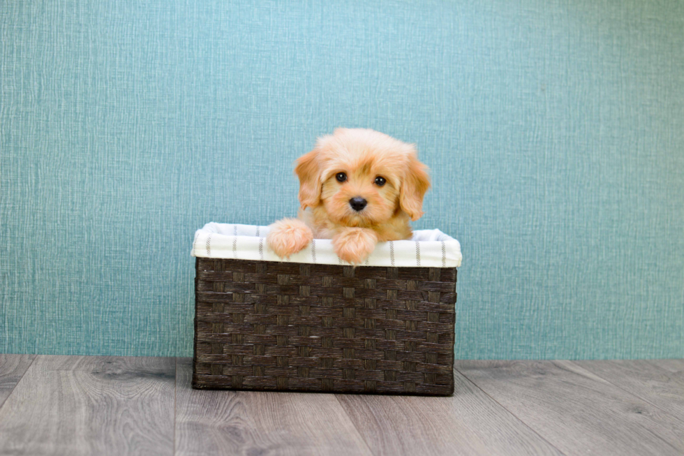 Playful Cavoodle Poodle Mix Puppy