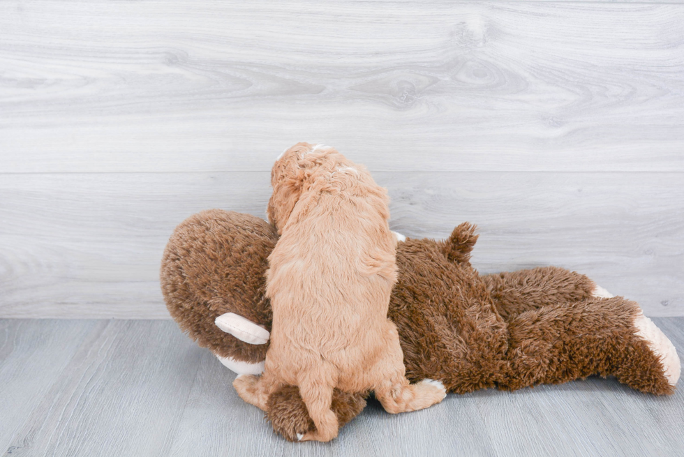 Fluffy Cavapoo Poodle Mix Pup