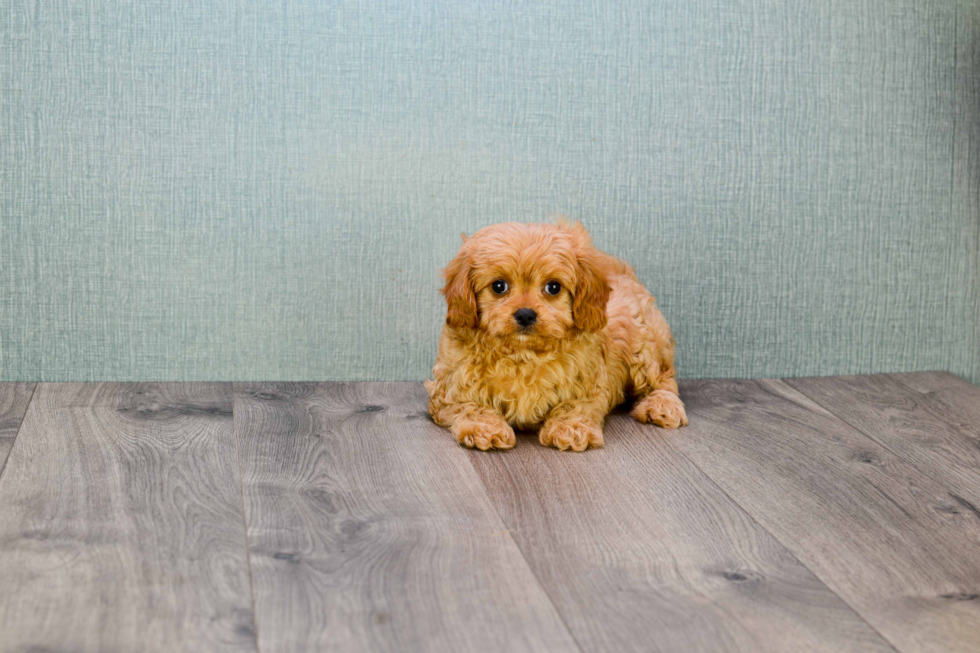 Sweet Cavapoo Baby