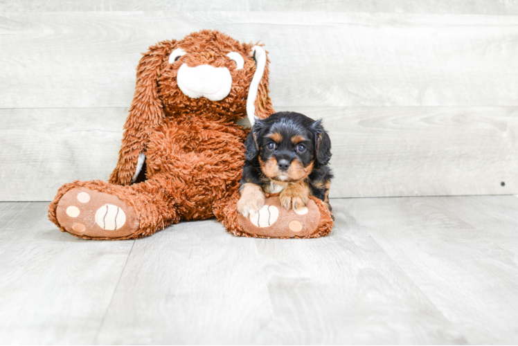 Cavalier King Charles Spaniel Puppy for Adoption