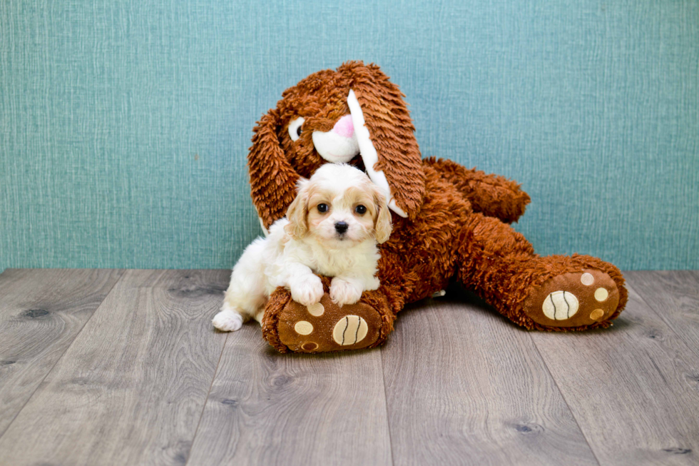 Cavachon Pup Being Cute