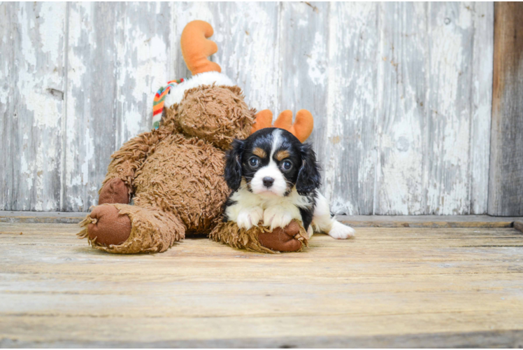 Little Cavalier King Charles Spaniel Purebred Pup