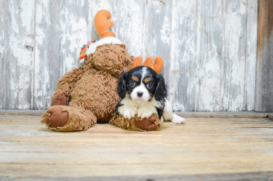 Little Cavalier King Charles Spaniel Purebred Pup