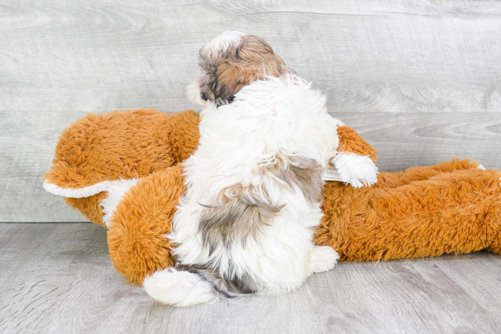 Playful Shichon Designer Puppy