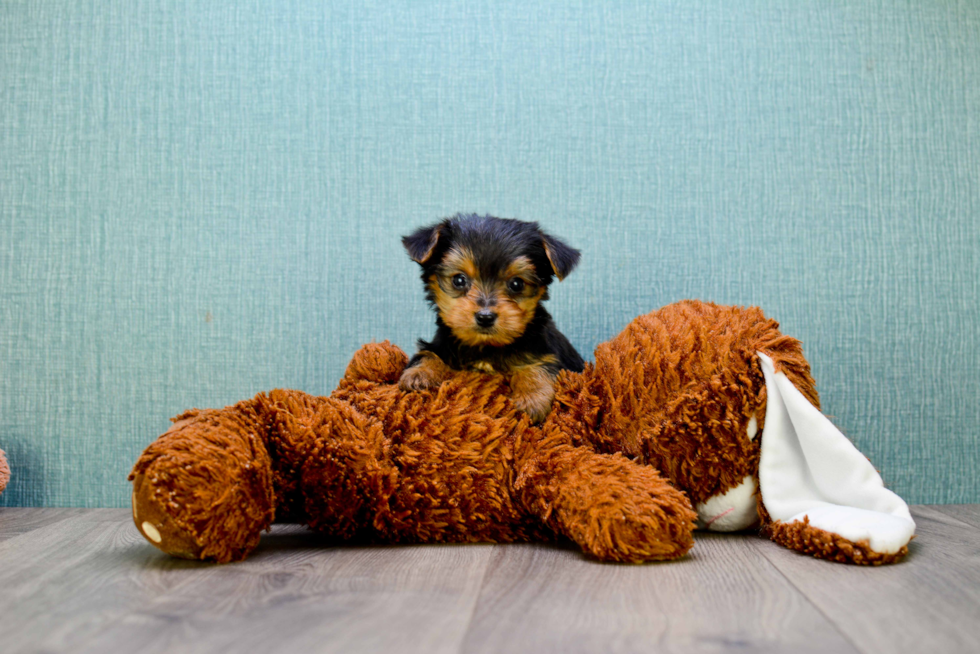 Meet Capone - our Yorkshire Terrier Puppy Photo 