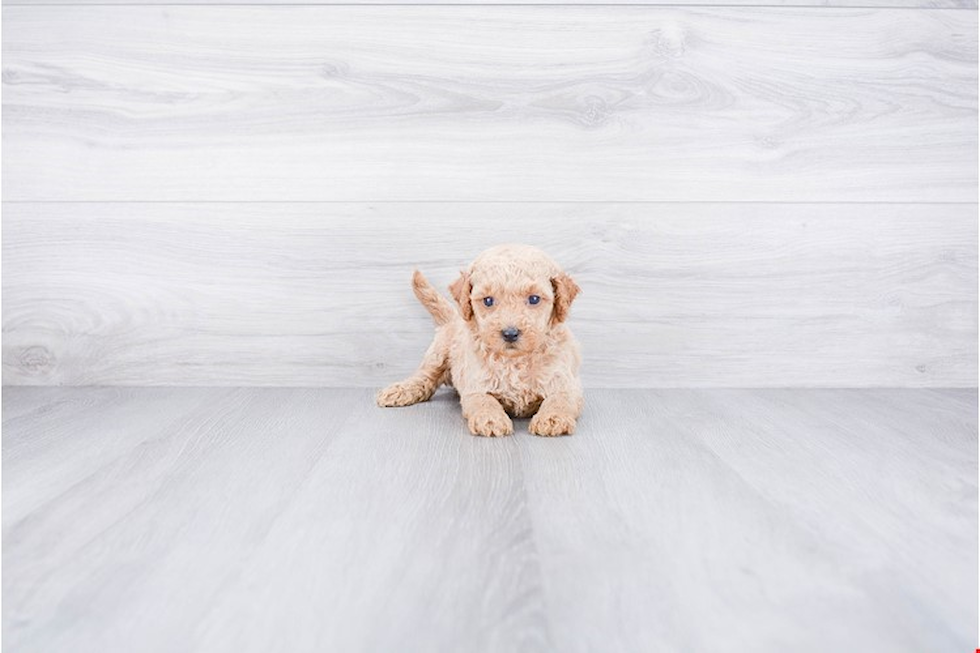 Cute Mini Goldendoodle Baby