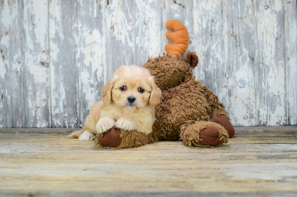 Cavachon Puppy for Adoption