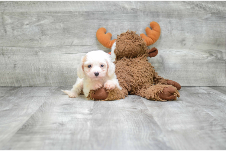 Cute Cavachon Baby