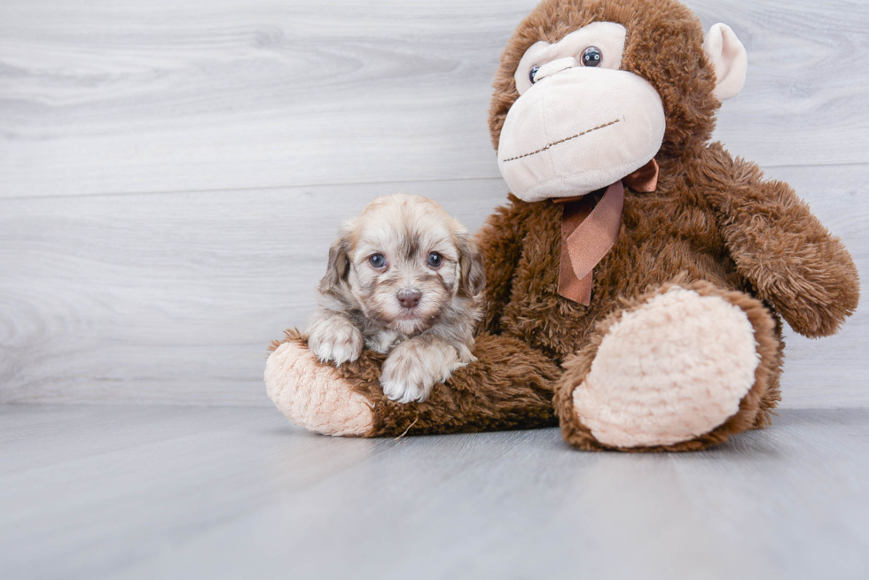 Little Havanese Purebred Pup