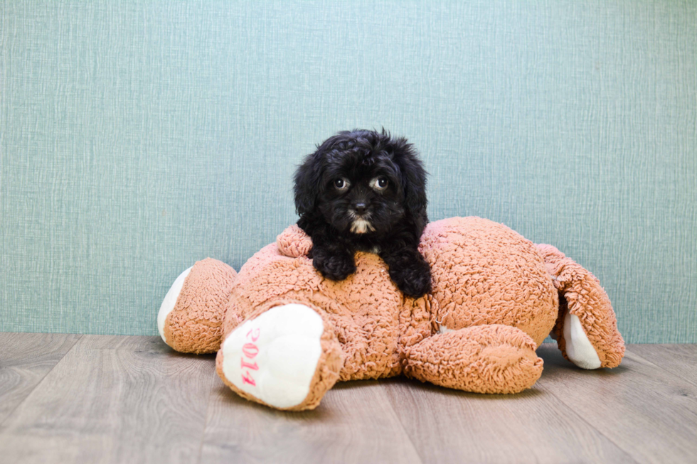 Cavapoo Puppy for Adoption