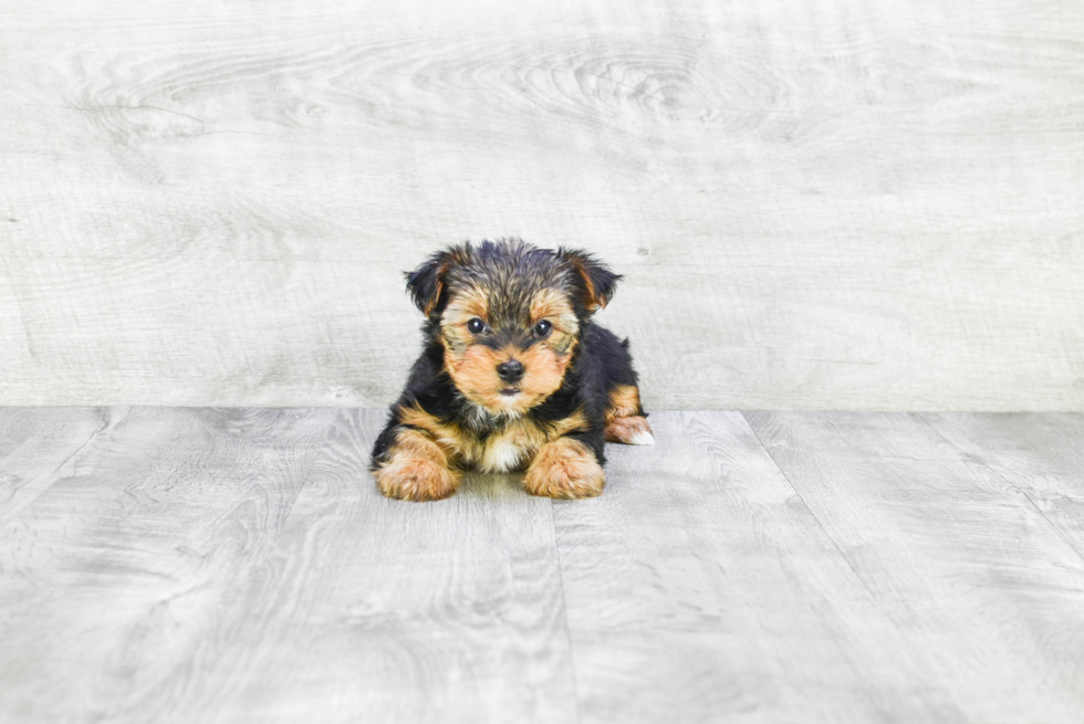 Meet Snickers - our Yorkshire Terrier Puppy Photo 