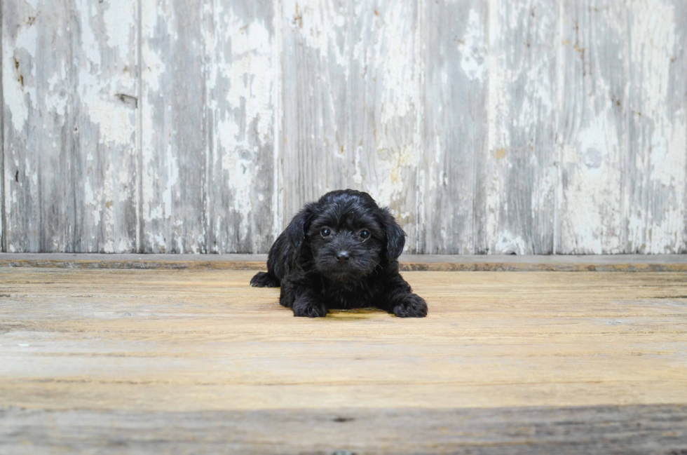 Morkie Pup Being Cute