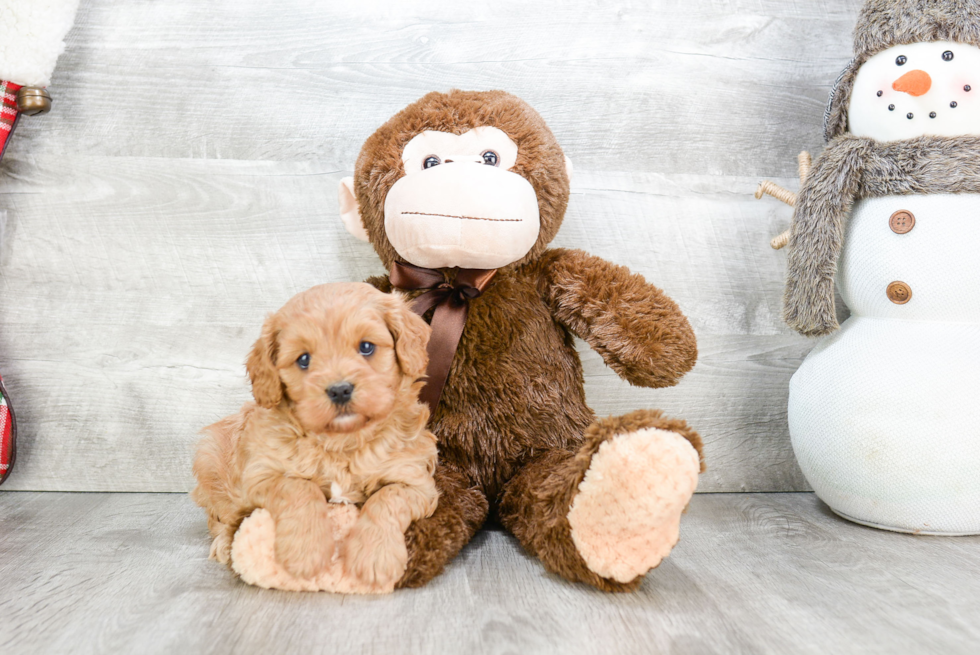 Cute Cavapoo Baby