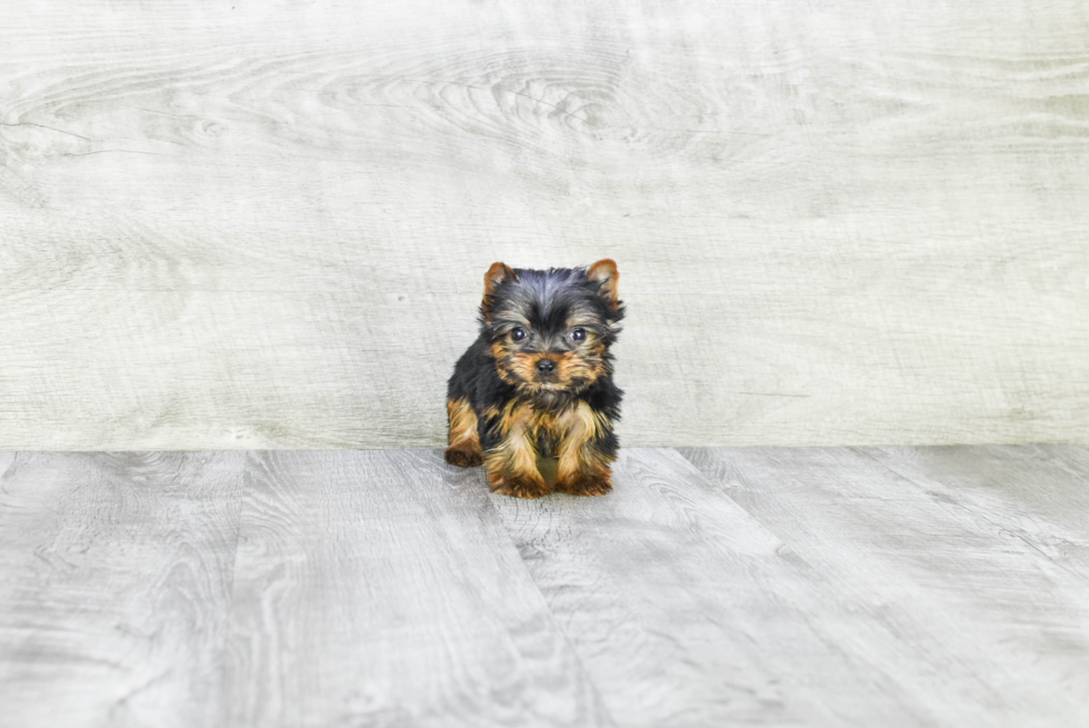 Meet Ronaldo - our Yorkshire Terrier Puppy Photo 