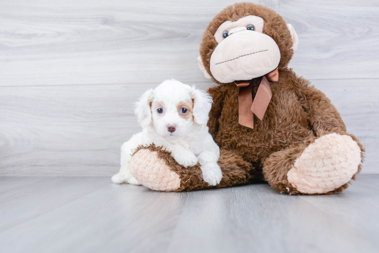 Petite Cavapoo Poodle Mix Pup