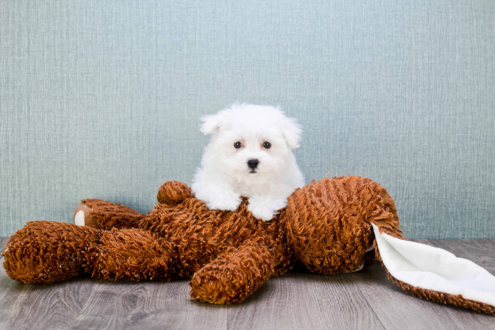 Maltipoo Pup Being Cute