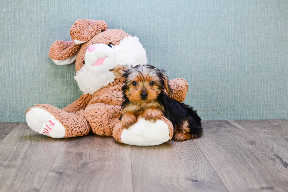 Meet Snickers - our Yorkshire Terrier Puppy Photo 