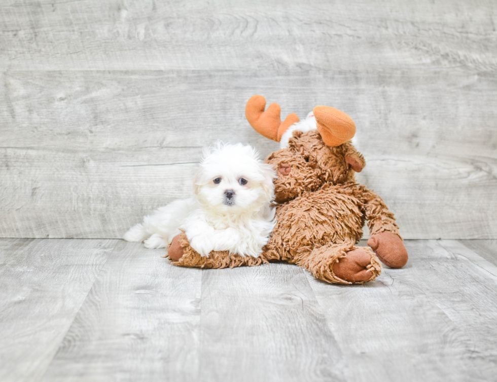 Petite Teddy Bear Designer Pup