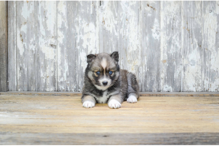 Playful Mini Husky Designer Puppy