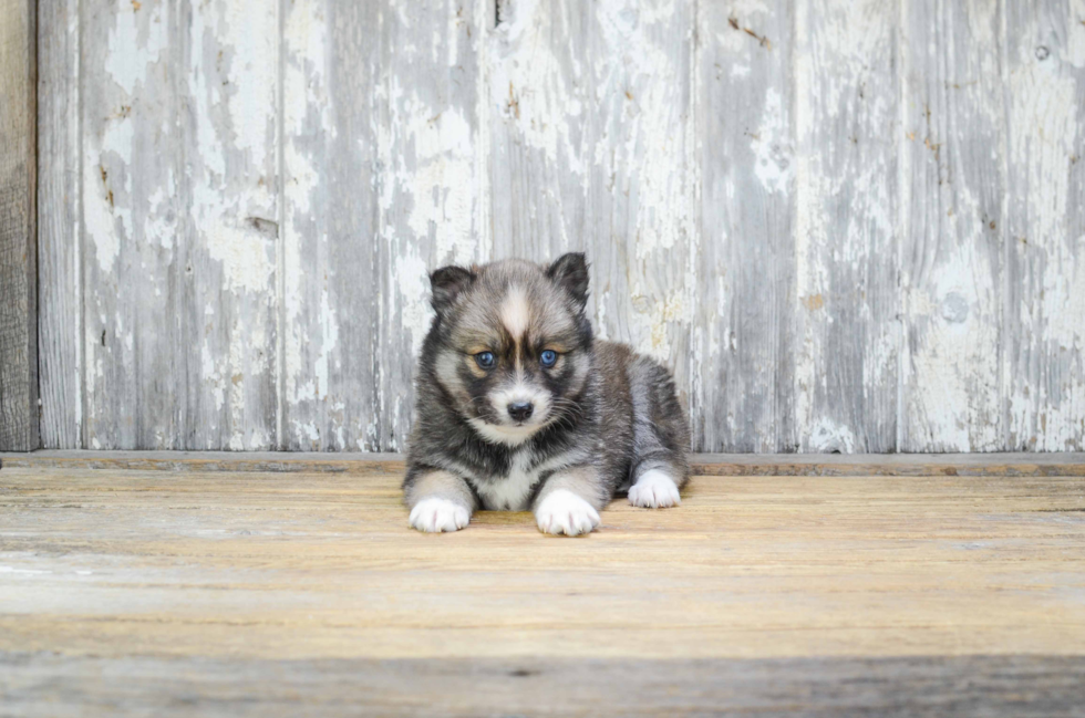 Playful Mini Husky Designer Puppy