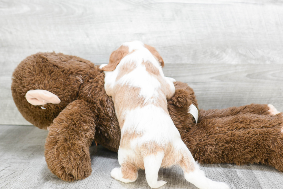 Cavalier King Charles Spaniel Pup Being Cute