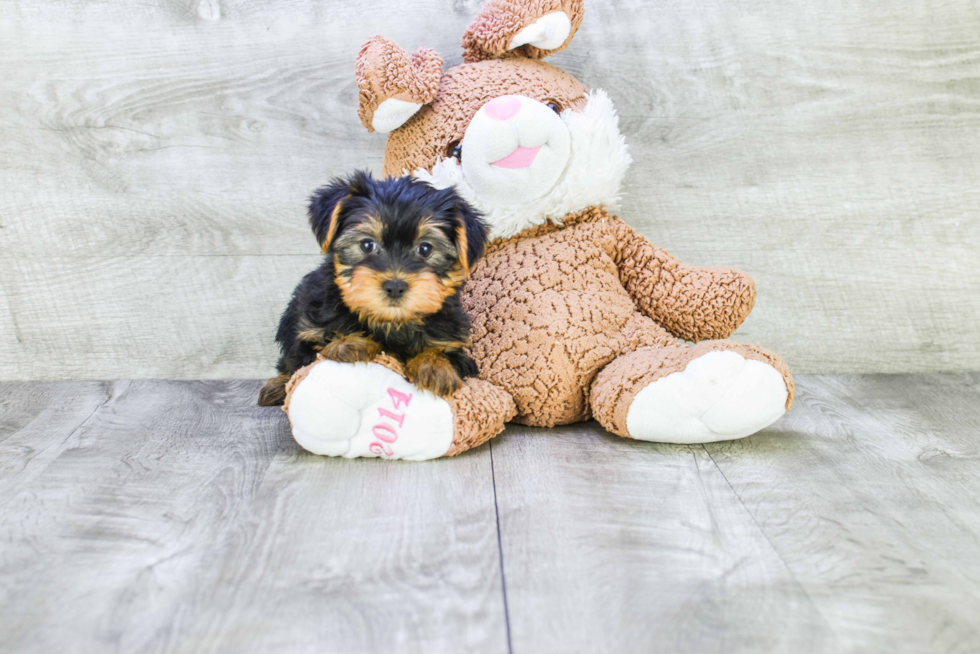 Meet Snickers - our Yorkshire Terrier Puppy Photo 