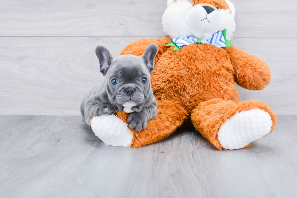 French Bulldog Pup Being Cute