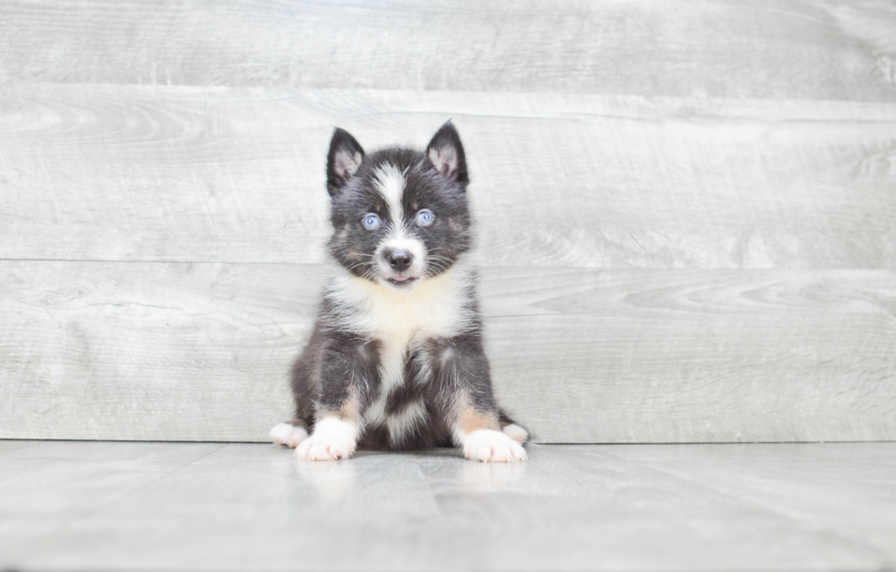 Fluffy Pomsky Designer Pup